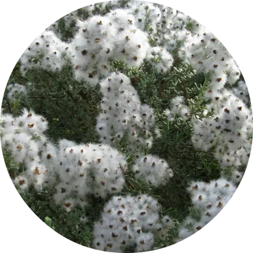 Cape Chamomile Essential Oil - Living Libations