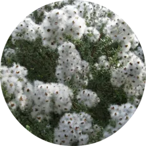 Cape Chamomile Essential Oil - Living Libations