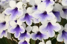 Streptocarpus 'Crystal Ice' - Cape Primrose